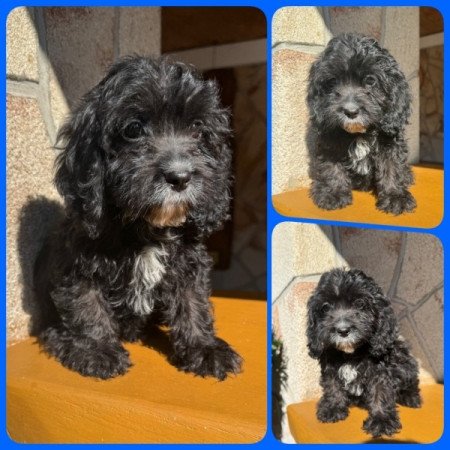 Cockapoo (spániel & uszkár)