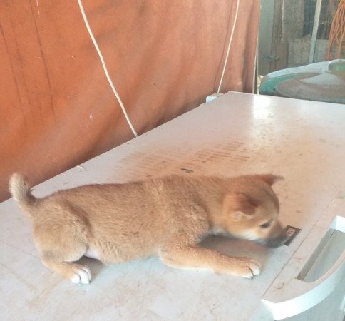 Shiba Inu