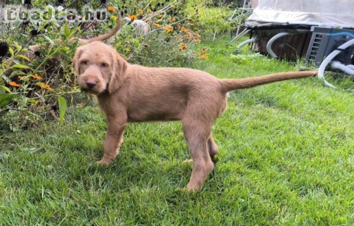 10 hetes drótszőrű magyar vizsla kölykök