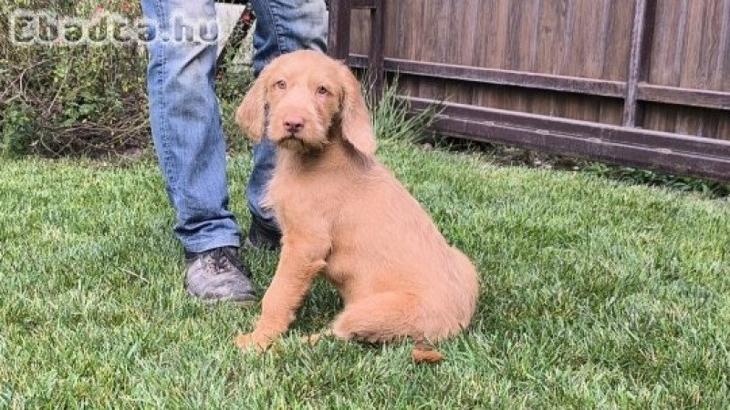 10 hetes drótszőrű magyar vizsla kölykök