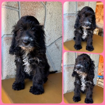 Cockapoo (spániel & uszkár)