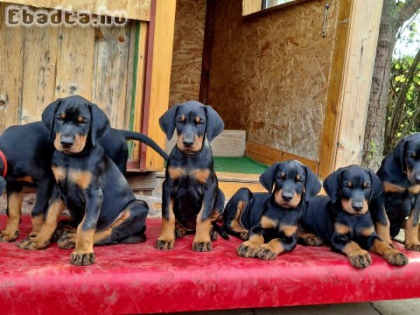 Dobermann kölykök