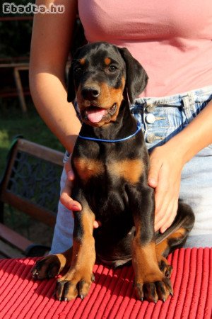 Dobermann kölykök