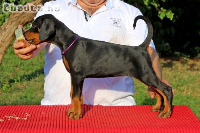 Dobermann kölykök