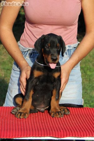 Dobermann kölykök