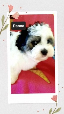 Bichon havanese