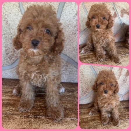 Cockapoo (spániel & uszkár)