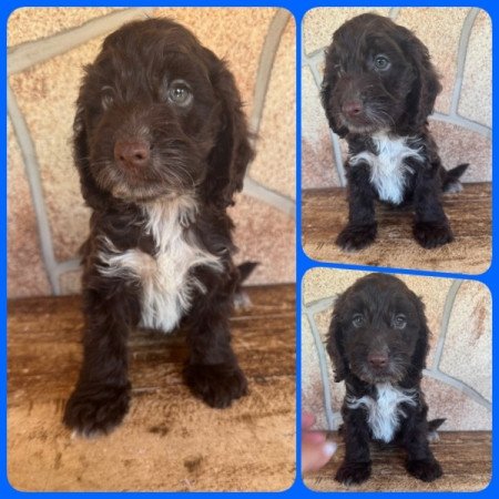 Cockapoo (spániel & uszkár)