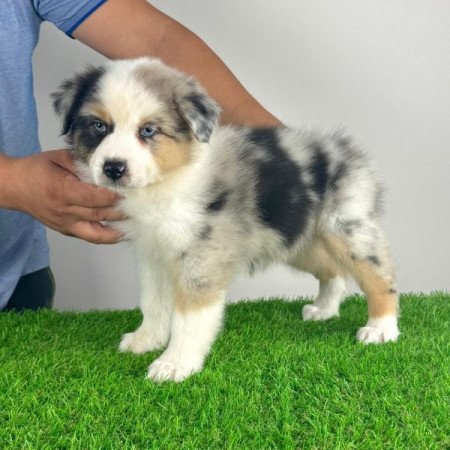 Ausztrál juhászkutya