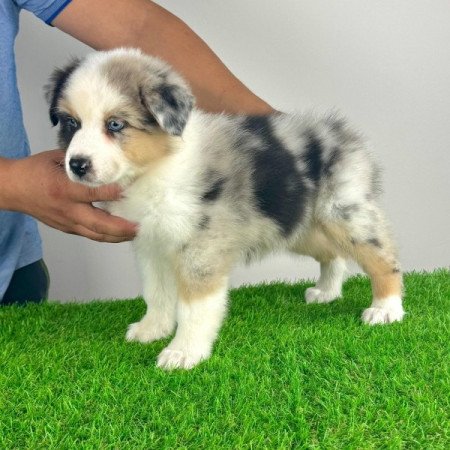 Ausztrál juhászkutya