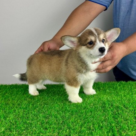 Pembroke Welsh Corgi