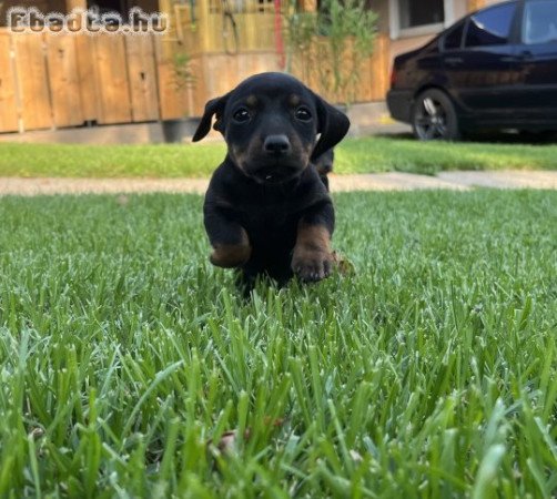 Fajtatisztajellegű törpe tacskók 8 hetesek