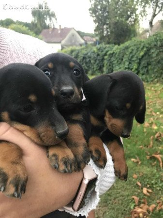 Fajtatisztajellegű törpe tacskók 8 hetesek