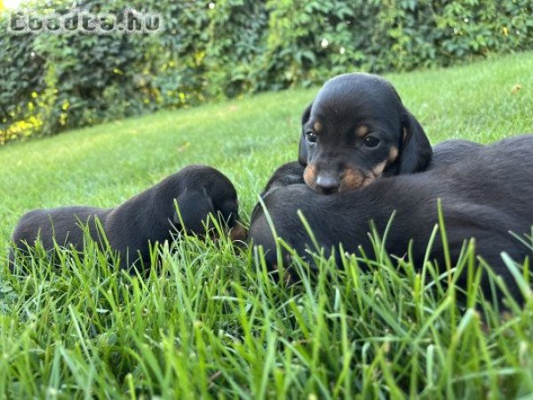 Fajtatisztajellegű törpe tacskók 8 hetesek