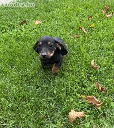 Fajtatisztajellegű törpe tacskók 8 hetesek