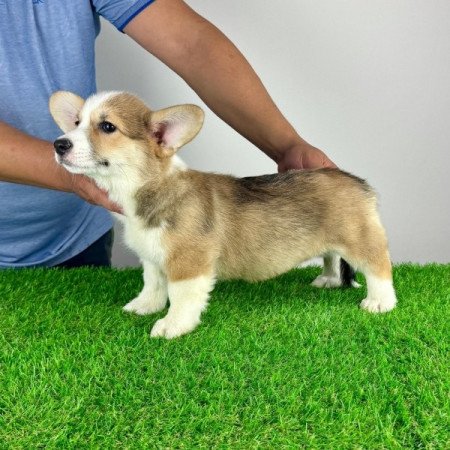 Pembroke Welsh Corgi