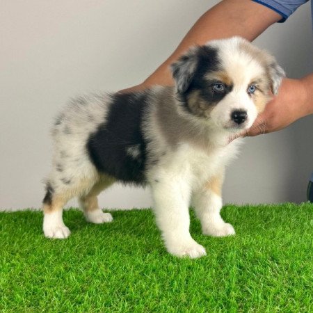 Ausztrál juhászkutya