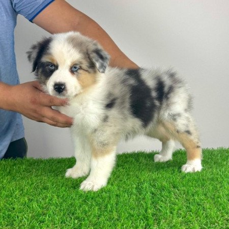 Ausztrál juhászkutya