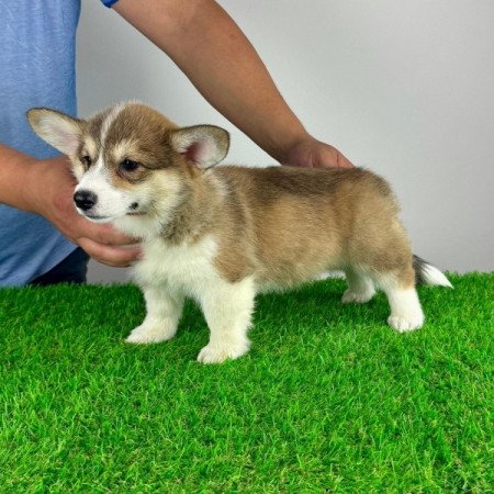 Pembroke Welsh Corgi