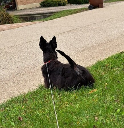 Skót terrier