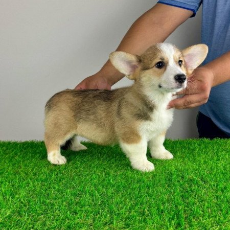 Pembroke Welsh Corgi