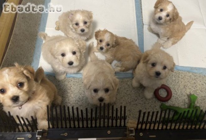 Fedeztetést válal  fajtatiszta Bichon Havanes