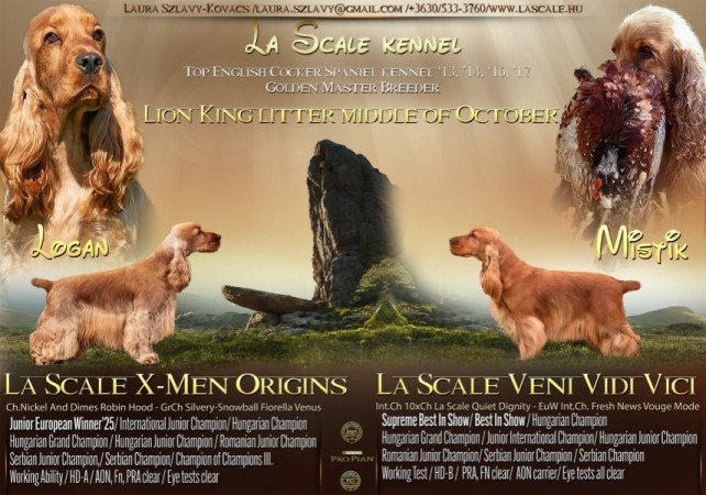 angol cocker spániel