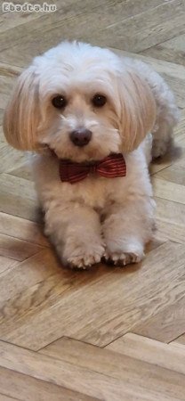 Fedező bichon havanese