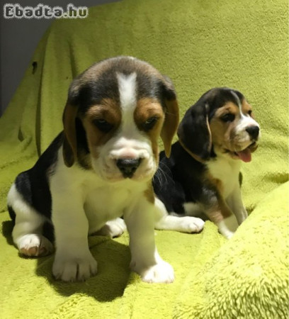 Beagle kölykök