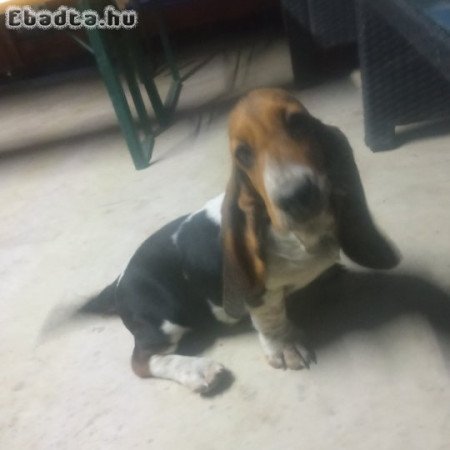Basset hound kiskutya eladó