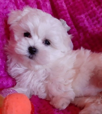 Bichon Havanese