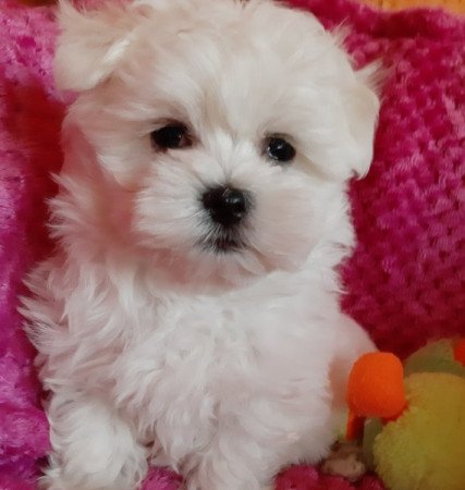 Bichon Havanese