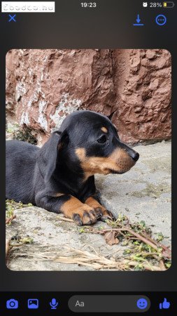 Fekete cser fajtatiszta jellegű tacskó