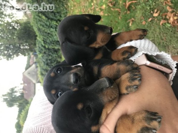 Fekete cser fajtatiszta jellegű tacskó