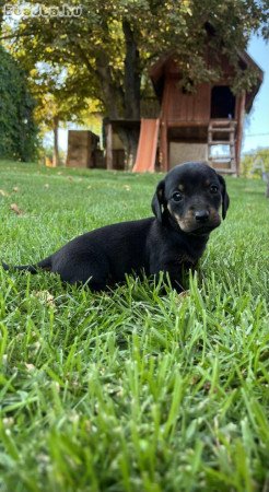 Fekete cser fajtatiszta jellegű tacskó
