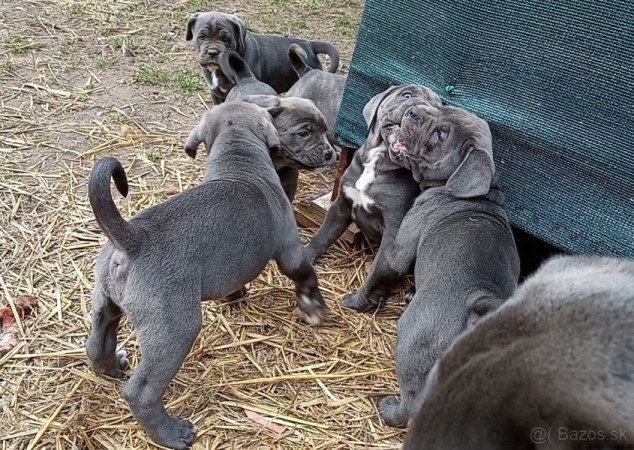 CANE CORSO