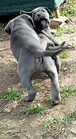 CANE CORSO