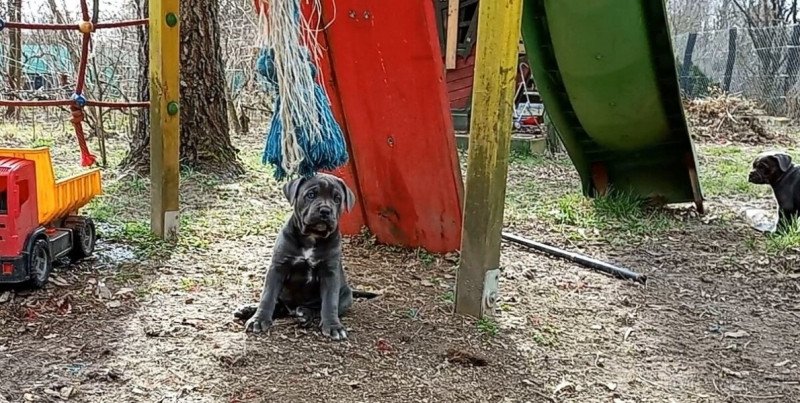 CANE CORSO