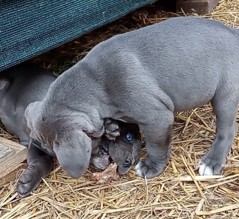 CANE CORSO