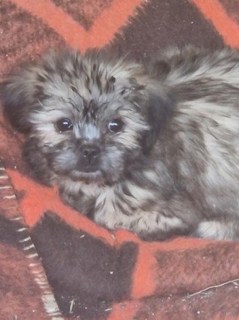 Shih tzu