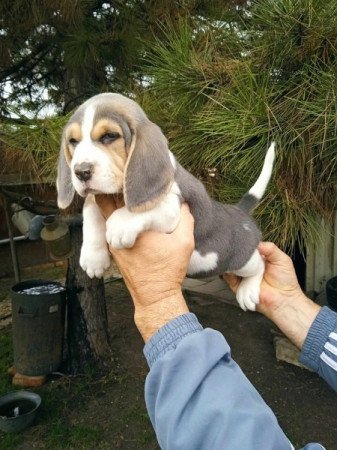 Beagle