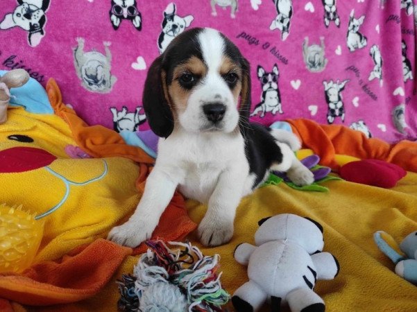 Beagle