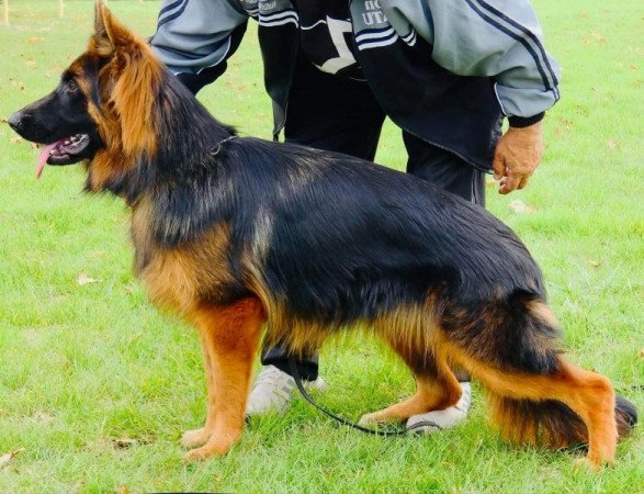 német juhászkutxya