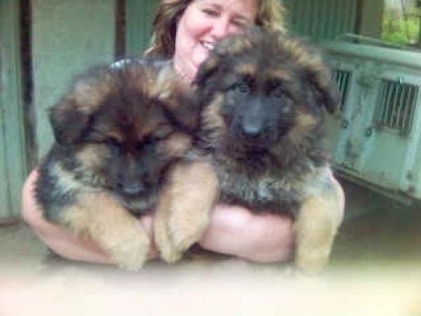 német juhászkutxya