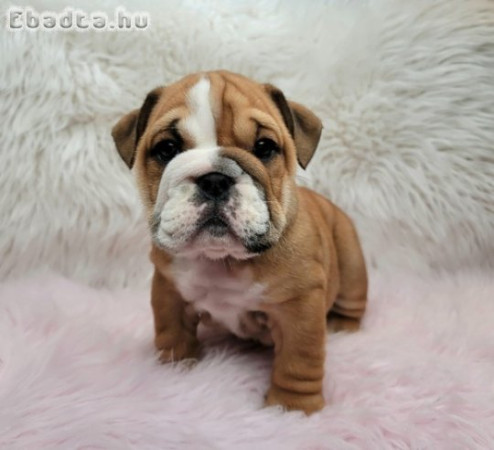 Angol bulldog eladó