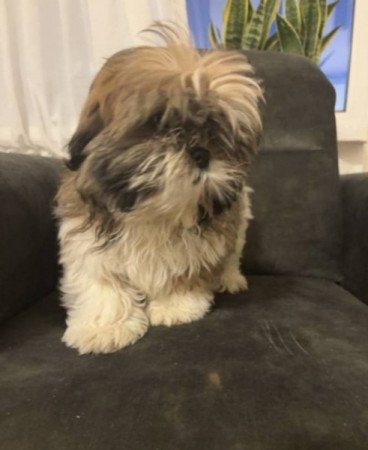 Shih tzu