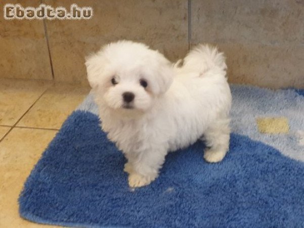 Fajtiszta máltai selyem kislány és kisfiú eladó