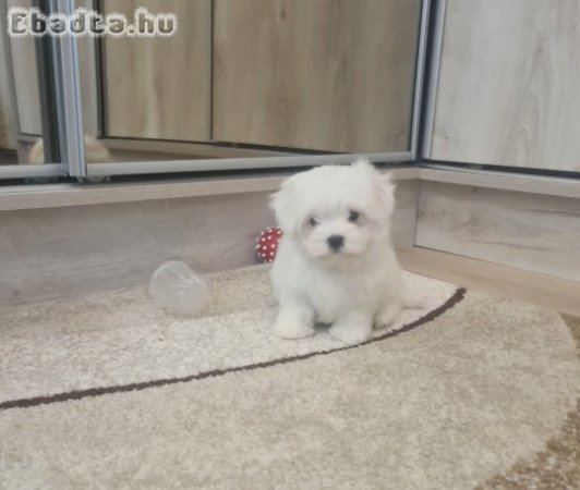 Fajtiszta máltai selyem kislány és kisfiú eladó