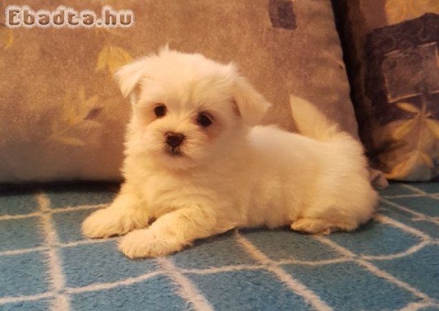 Fajtiszta máltai selyem kislány és kisfiú eladó