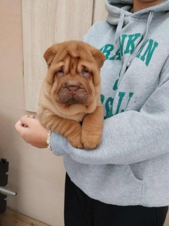 Shar pei